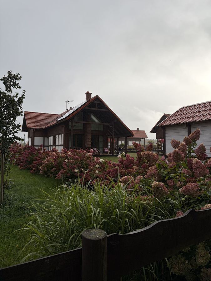 Hortensje w ogrodach domków w Ostoi Bukowo